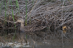 DPPhotography - Texas - Mottled duck - C
