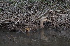 DPPhotography - Texas - Mottled duck - D