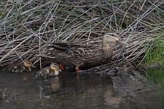 DPPhotography - Texas - Mottled duck - E