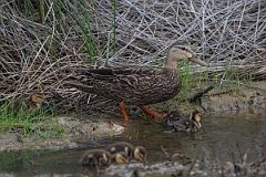 DPPhotography - Texas - Mottled duck - F