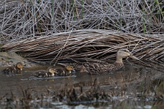 DPPhotography - Texas - Mottled duck - G