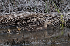 DPPhotography - Texas - Mottled duck - H
