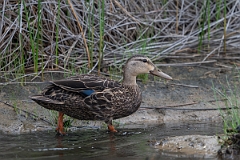 DPPhotography - Texas - Mottled duck - I