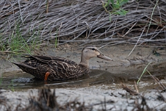 DPPhotography - Texas - Mottled duck - J
