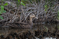 DPPhotography - Texas - Mottled duck - K