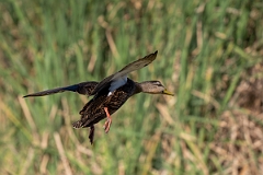DPPhotography - Texas - Mottled duck - L