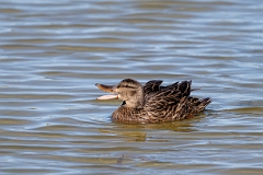 DPPhotography - Texas - Mottled duck - M