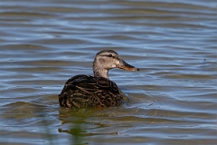 DPPhotography - Texas - Mottled duck - N
