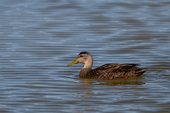DPPhotography - Texas - Mottled duck - O