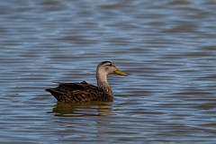 DPPhotography - Texas - Mottled duck - P