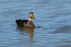 DPPhotography - Texas - Mottled duck - Q
