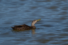 DPPhotography - Texas - Mottled duck - R