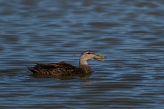 DPPhotography - Texas - Mottled duck - S