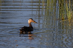 DPPhotography - Texas - Mottled duck - T