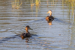DPPhotography - Texas - Mottled duck - U