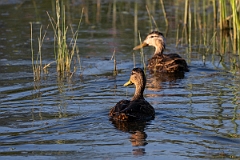 DPPhotography - Texas - Mottled duck - V