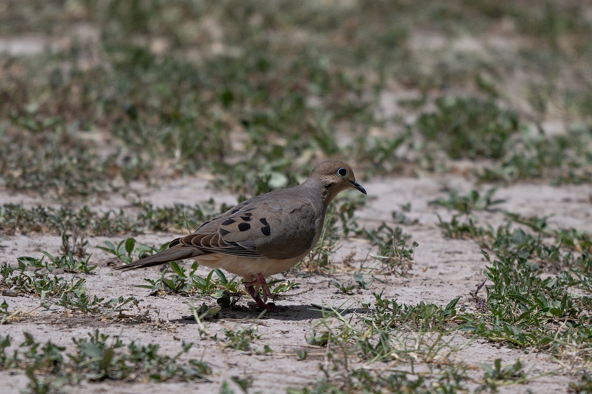 DPPhotography - Texas - Mourning dove - A.jpg - Mourning dove - Bentsen-Rio Grande Valley State Park, Texas