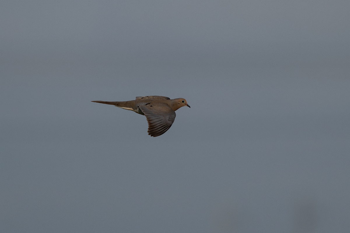 DPPhotography - Texas - Mourning dove - C.jpg - Mourning dove - Estero Llano Grande State Park, Texas