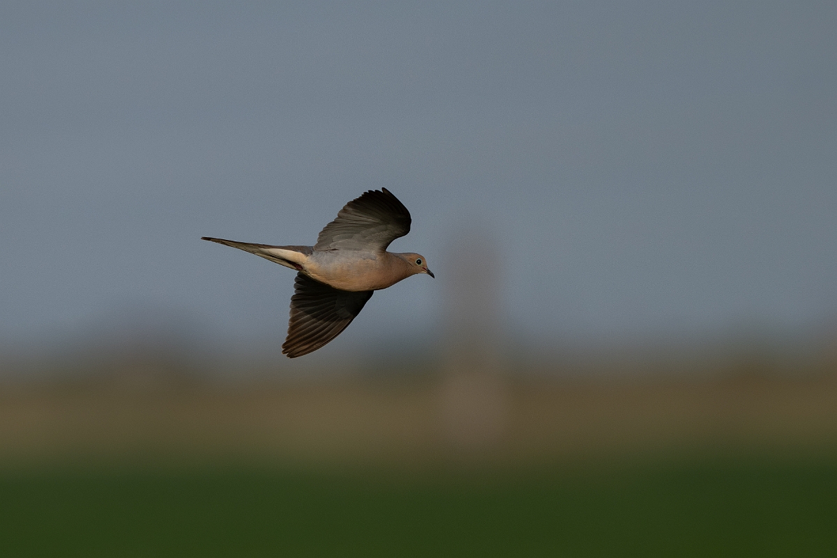 DPPhotography - Texas - Mourning dove - D.jpg - Mourning dove - Estero Llano Grande State Park, Texas