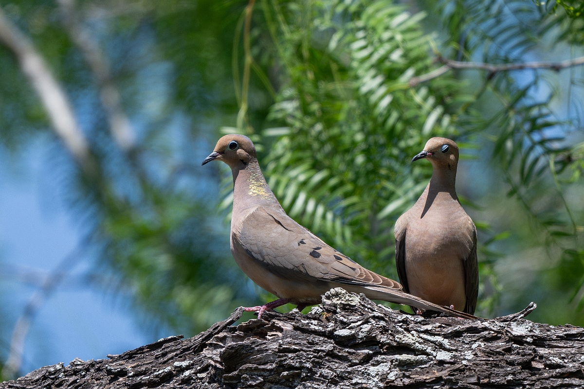 DPPhotography - Texas - Mourning dove - E.jpg - Mourning dove - Santa Ana NWR, Texas