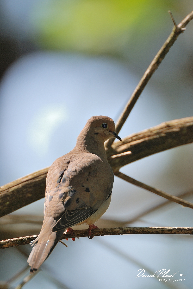 David Plant Photography - Wildlife Photographer - Morning dove - A.jpg - Mourning dove - White Mountains National Forest