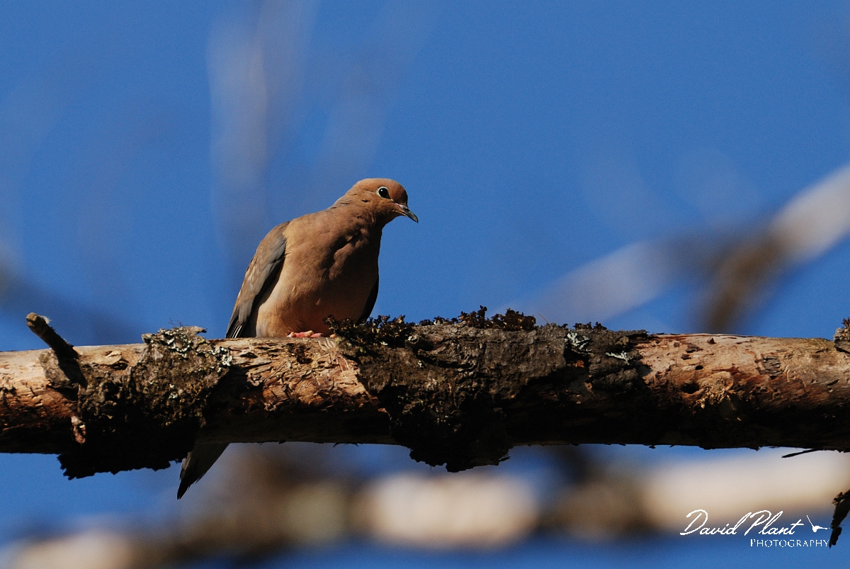 David Plant Photography - Wildlife Photographer - Morning dove - Bjpg.jpg - Morning dove - White Mountains National Forest