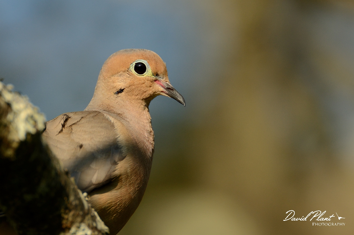 David Plant Photography - Wildlife Photography - Mourning dove - D.jpg - Mourning dove head - Plum Island, MA
