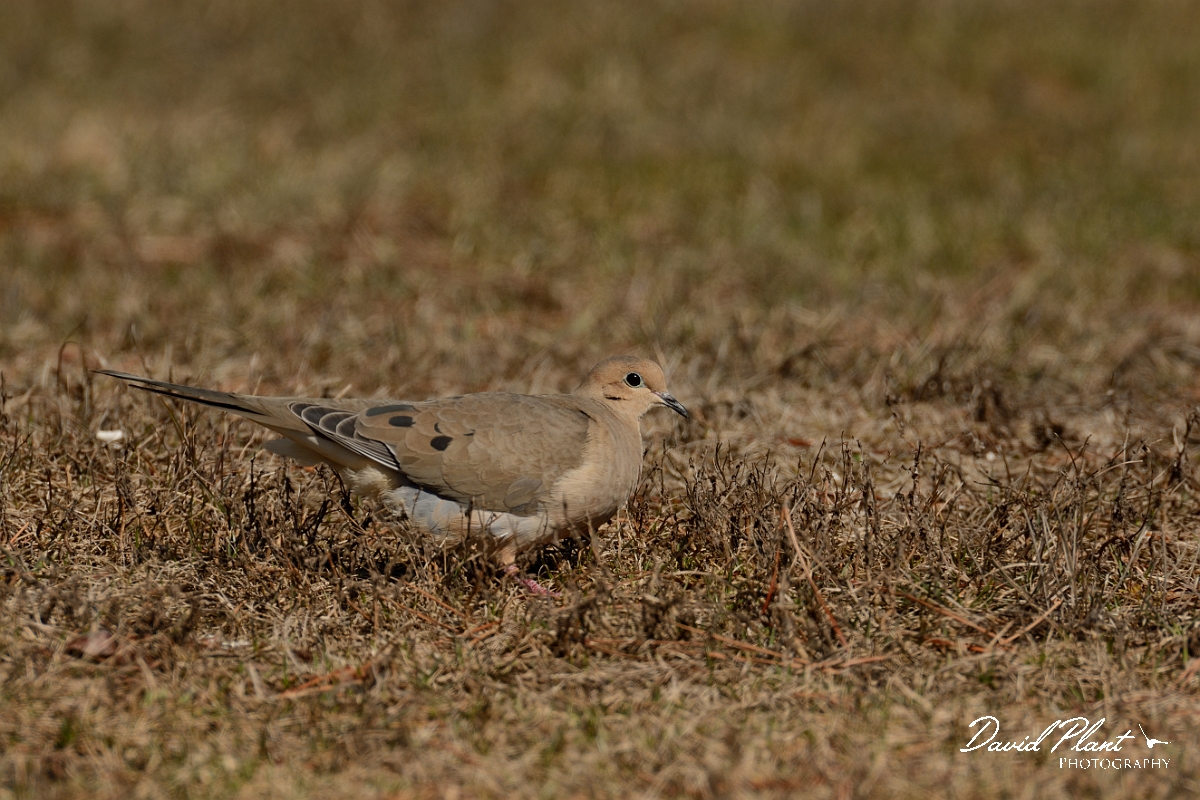 David Plant Photography - Wildlife Photography - Mourning dove - E.jpg - Mourning dove - Salisbury Beach, MA