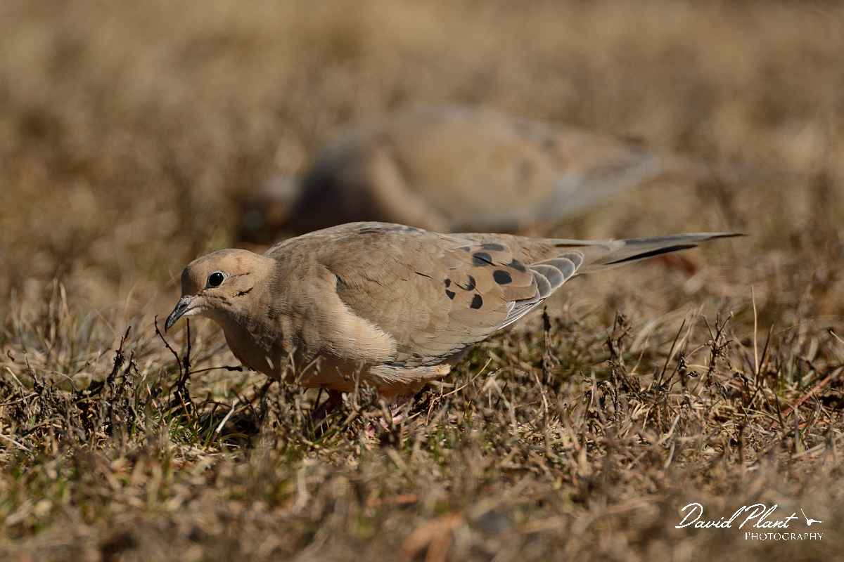 David Plant Photography - Wildlife Photography - Mourning dove - H.jpg - Mourning dove - Salisbury Beach, MA