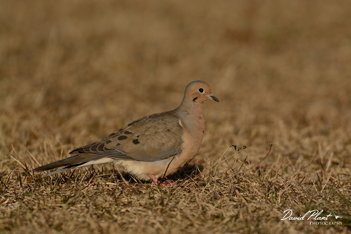 David Plant Photography - Wildlife Photography - Mourning dove - I.jpg - Mourning dove - Salisbury Beach, MA