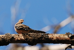 David Plant Photography - Wildlife Photographer - Morning dove - C