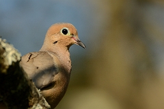 David Plant Photography - Wildlife Photography - Mourning dove - D