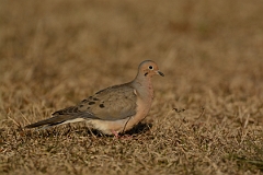 David Plant Photography - Wildlife Photography - Mourning dove - I