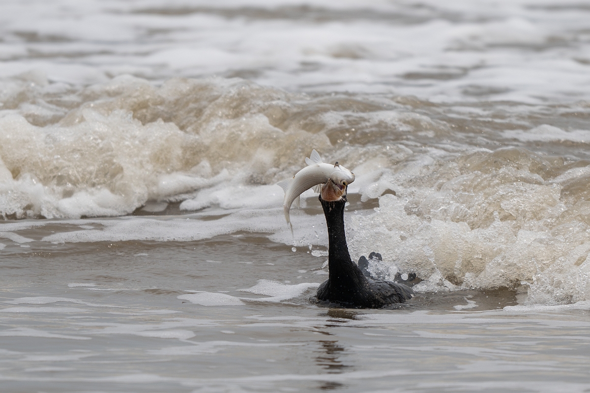DPPhotography - Texas - Neotropic cormorant - A.jpg - Neotropic cormorant - High Island Beach, Texas