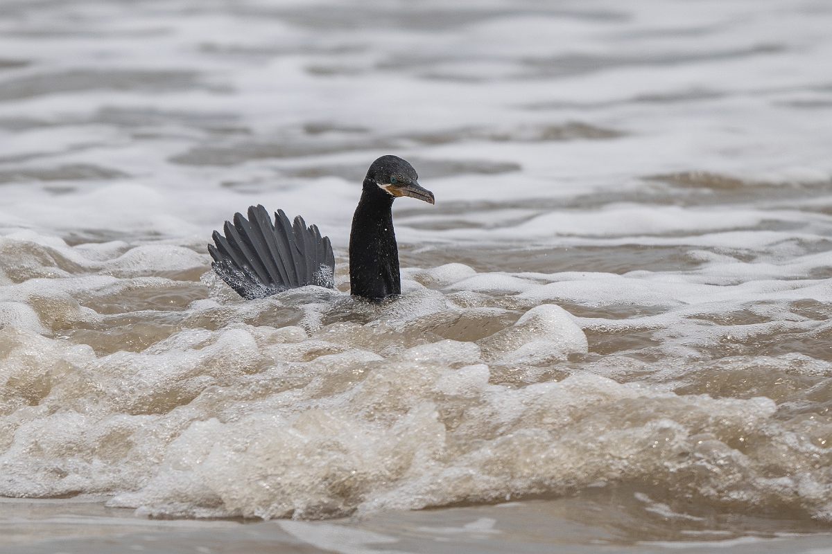 DPPhotography - Texas - Neotropic cormorant - C.jpg - Neotropic cormorant - High Island Beach, Texas