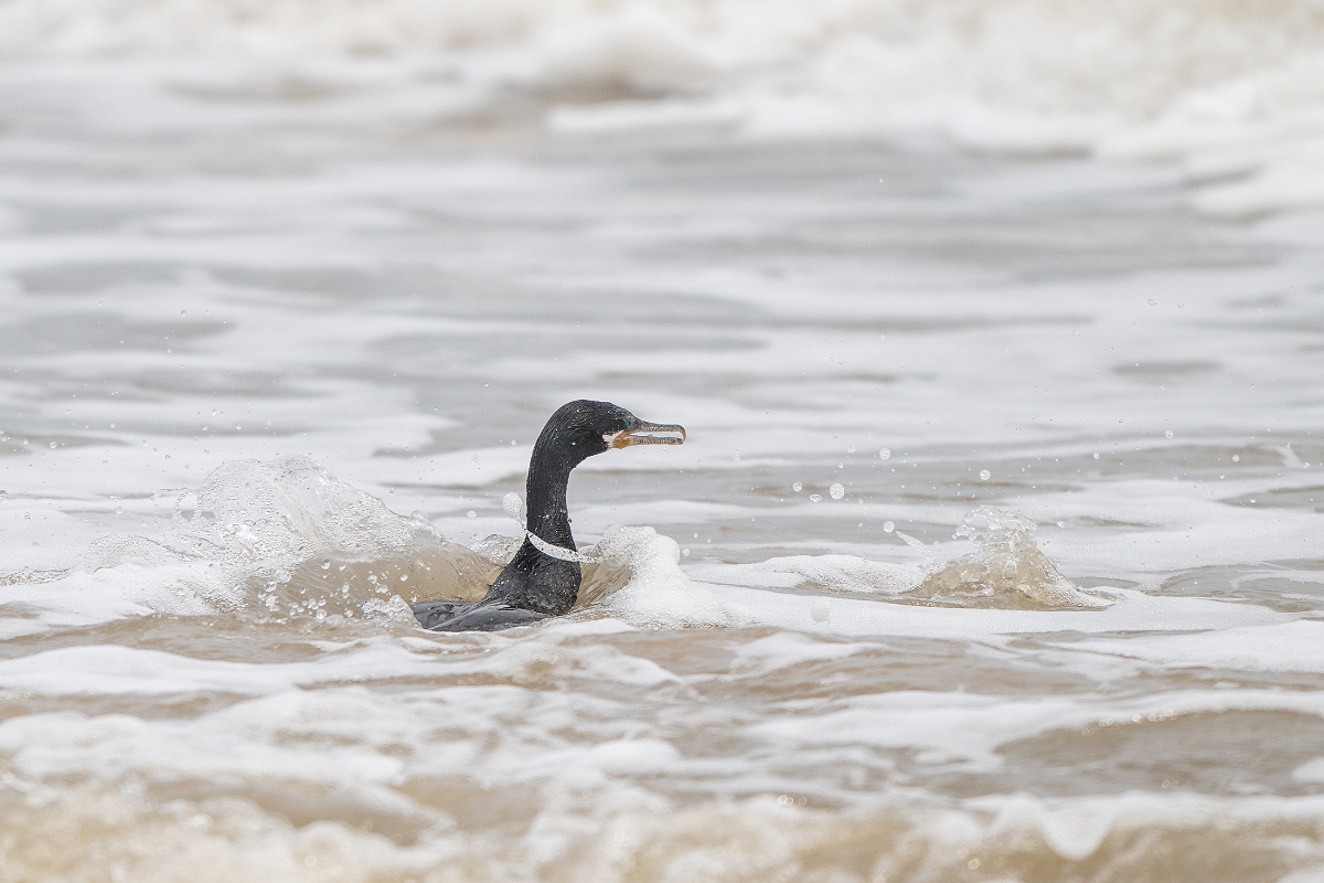 DPPhotography - Texas - Neotropic cormorant - D.jpg - Neotropic cormorant - High Island Beach, Texas