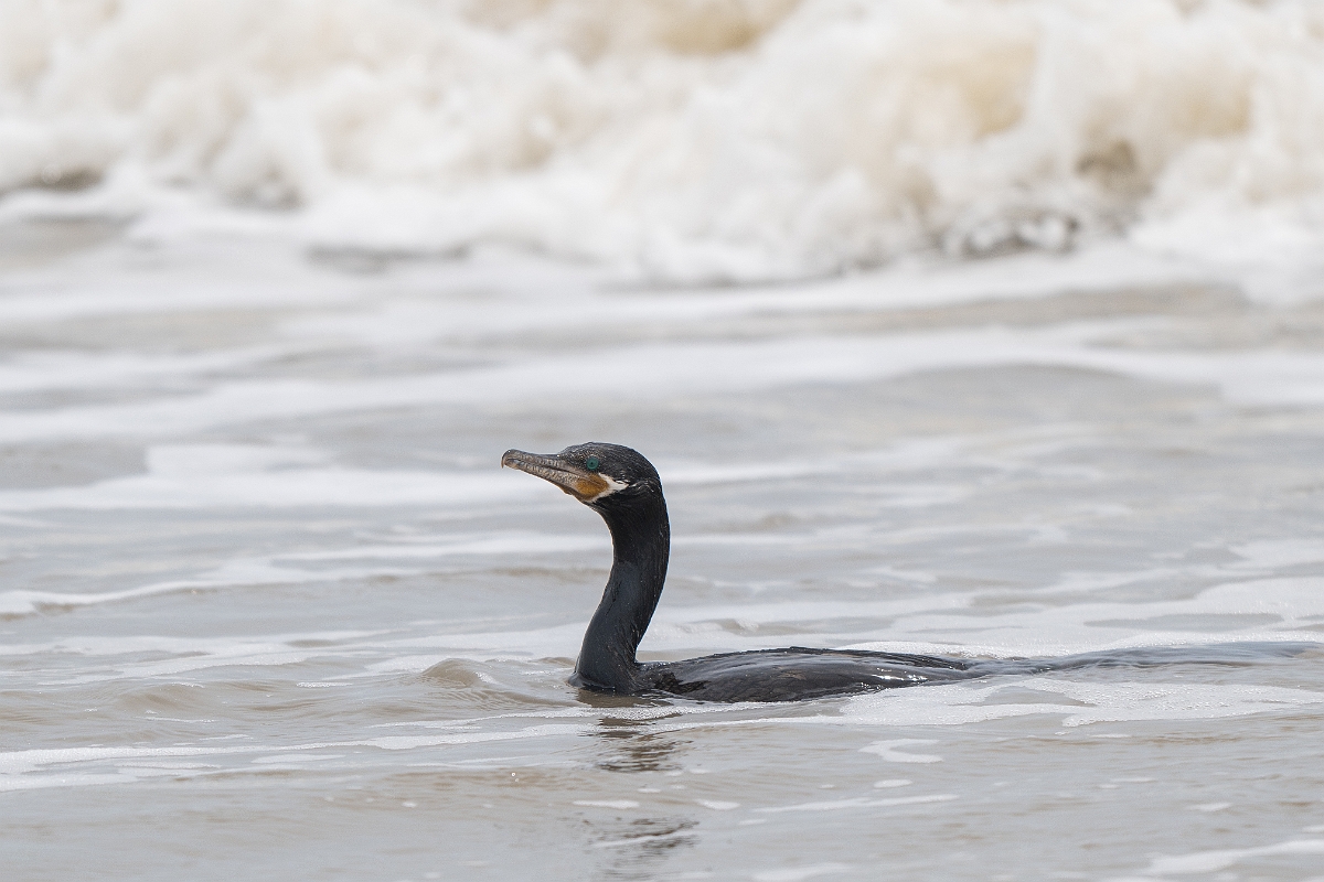 DPPhotography - Texas - Neotropic cormorant - E.jpg - Neotropic cormorant - High Island Beach, Texas