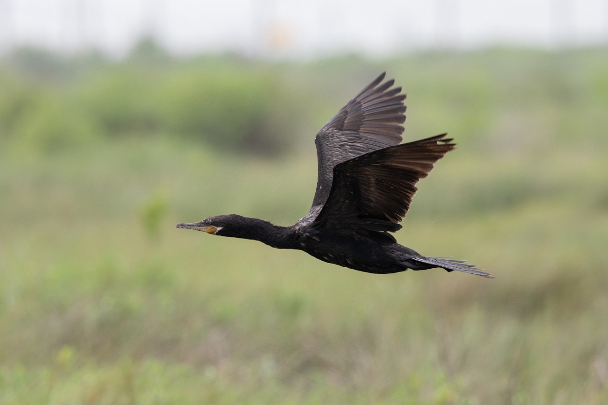 DPPhotography - Texas - Neotropic cormorant - F.jpg - Neotropic cormorant - High Island Beach, Texas