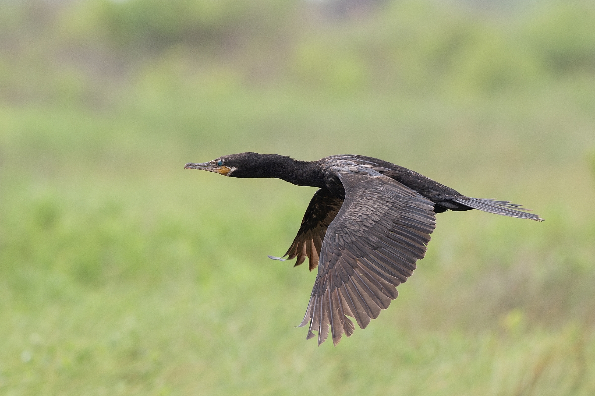 DPPhotography - Texas - Neotropic cormorant - G.jpg - Neotropic cormorant - High Island Beach, Texas