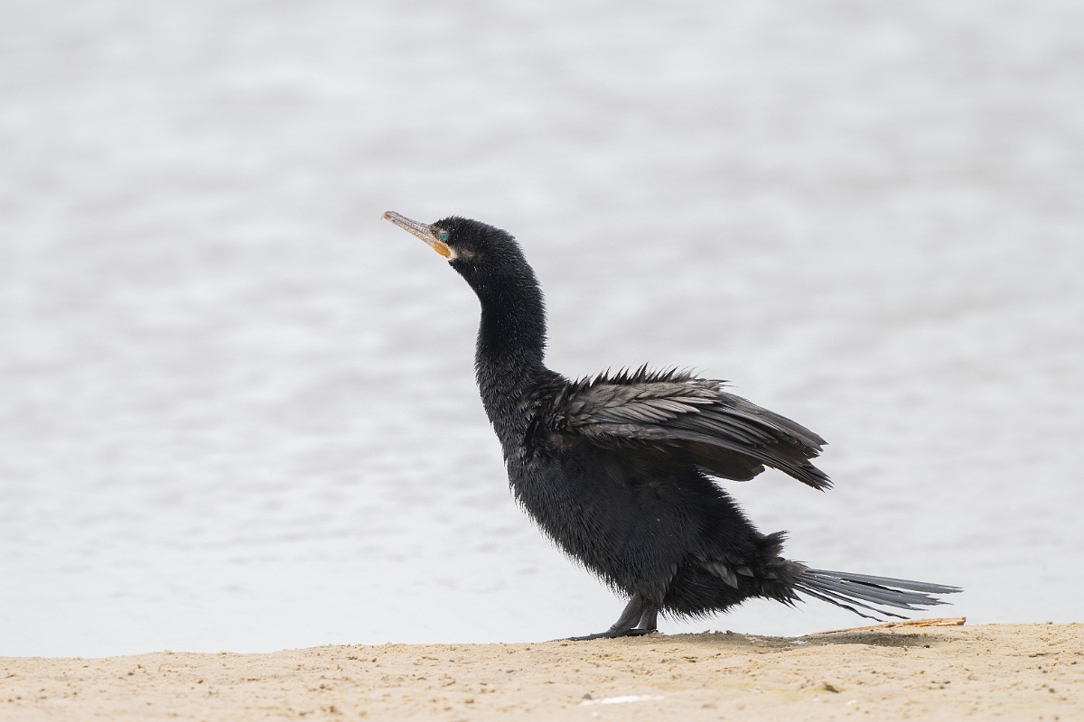 DPPhotography - Texas - Neotropic cormorant - H.jpg - Neotropic cormorant - High Island Beach, Texas