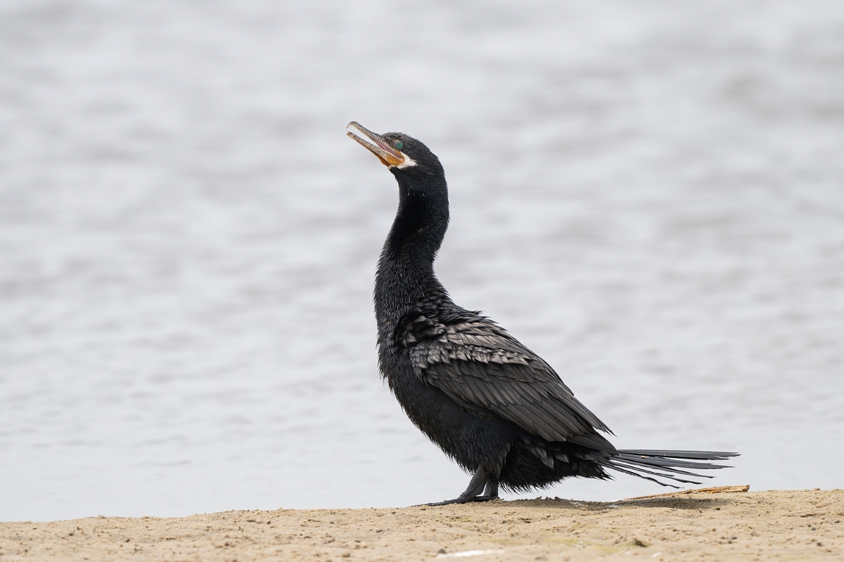 DPPhotography - Texas - Neotropic cormorant - I.jpg - Neotropic cormorant - High Island Beach, Texas