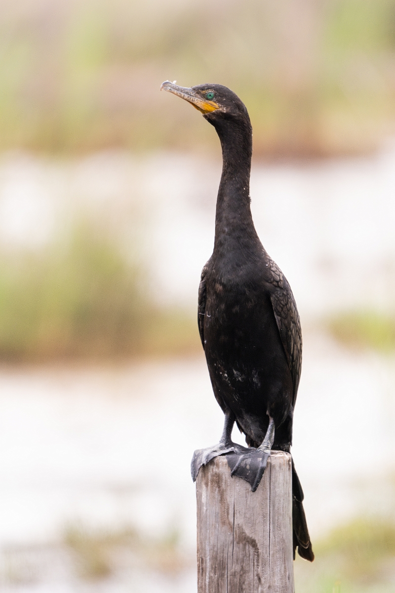 DPPhotography - Texas - Neotropic cormorant - J.jpg - Neotropic cormorant - High Island River, Texas