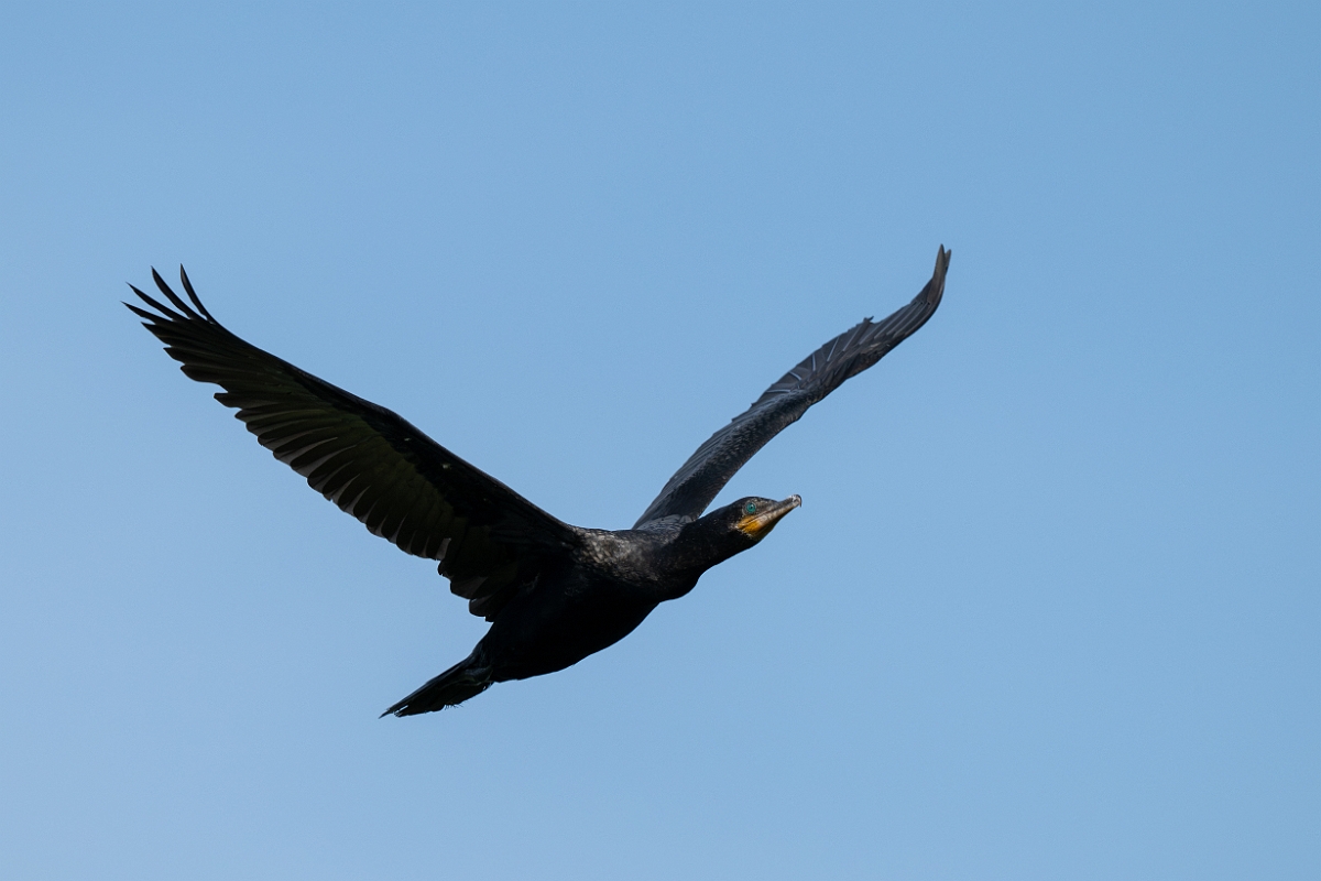 DPPhotography - Texas - Neotropic cormorant - K.jpg - Neotropic cormorant - Smith Oaks, High Island, Texas