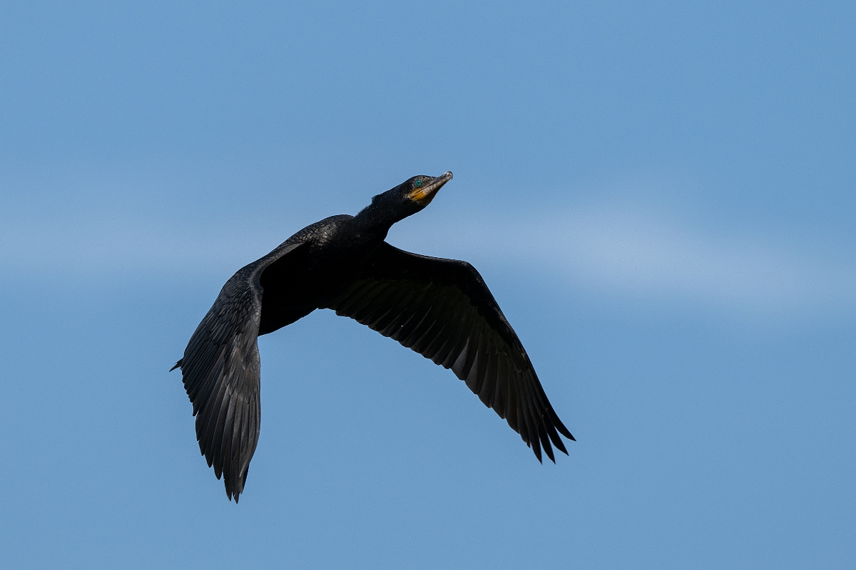 DPPhotography - Texas - Neotropic cormorant - L.jpg - Neotropic cormorant - Smith Oaks, High Island, Texas