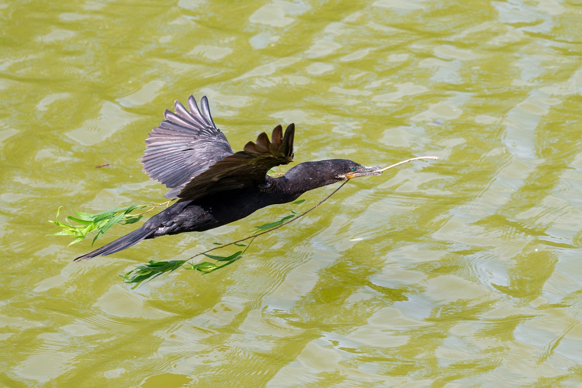 DPPhotography - Texas - Neotropic cormorant - M.jpg - Neotropic cormorant - Smith Oaks, High Island, Texas