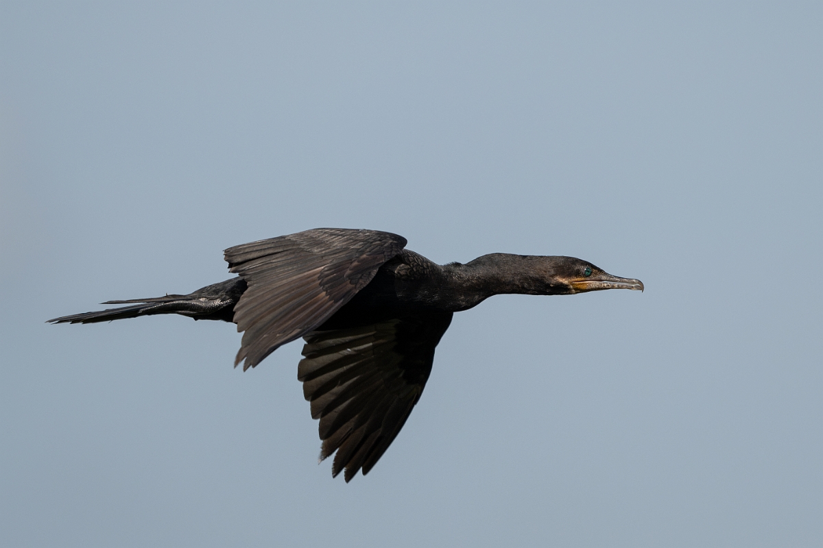 DPPhotography - Texas - Neotropic cormorant - N.jpg - Neotropic cormorant - Smith Oaks, High Island, Texas