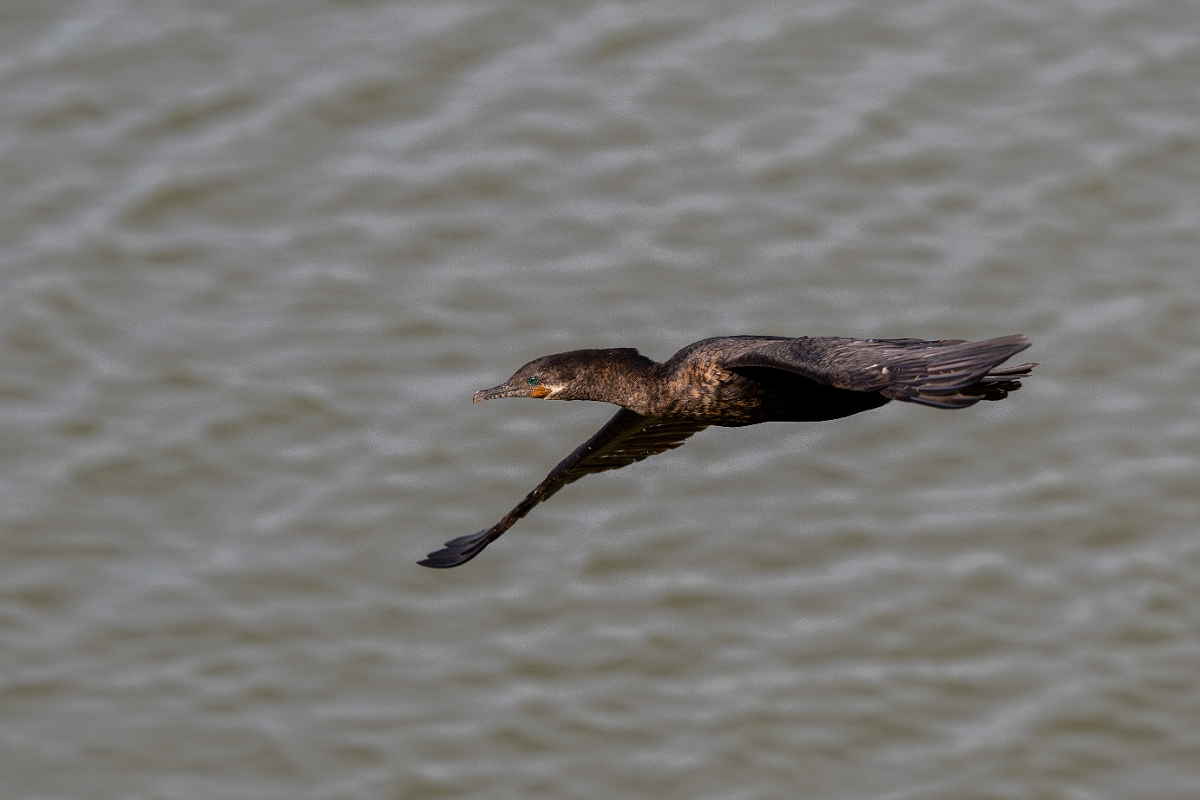 DPPhotography - Texas - Neotropic cormorant - O.jpg - Neotropic cormorant - Smith Oaks, High Island, Texas
