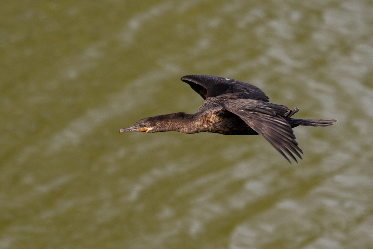 DPPhotography - Texas - Neotropic cormorant - P.jpg - Neotropic cormorant - Smith Oaks, High Island, Texas