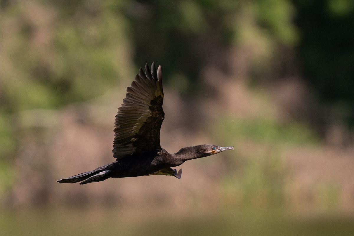 DPPhotography - Texas - Neotropic cormorant - Q.jpg - Neotropic cormorant - Smith Oaks, High Island, Texas