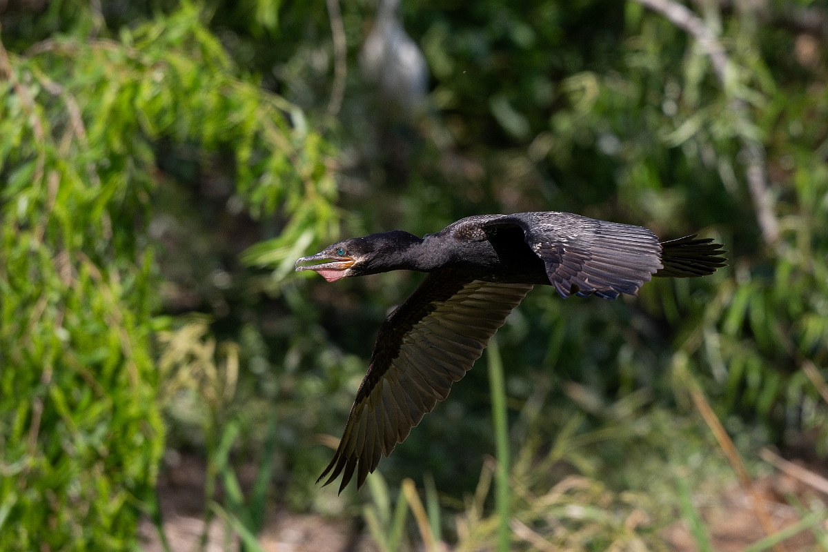 DPPhotography - Texas - Neotropic cormorant - R.jpg - Neotropic cormorant - Smith Oaks, High Island, Texas